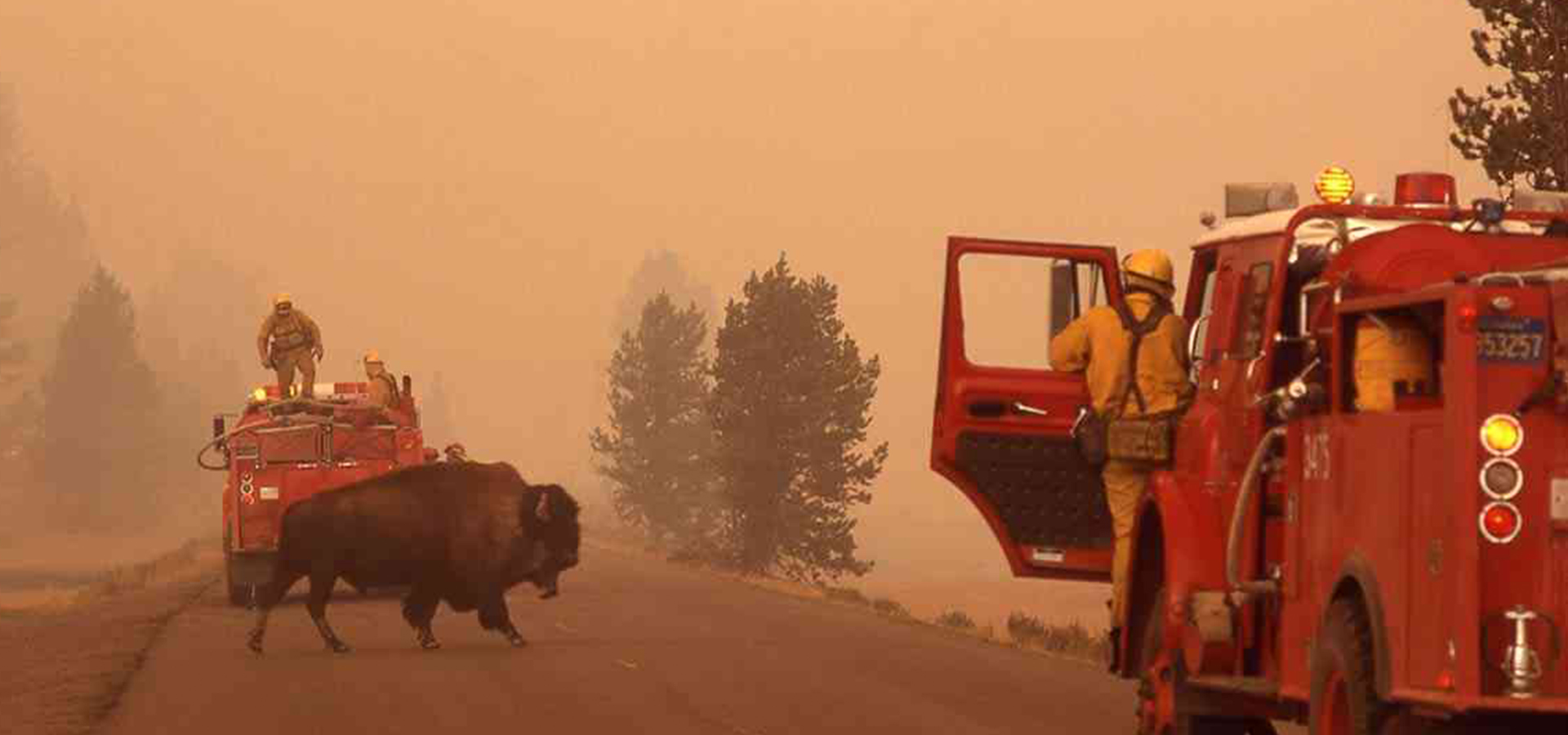 Wildfire scene with bison and fire truck in Greater Yellowstone